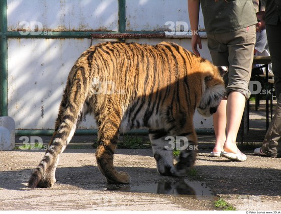 Tiger poses