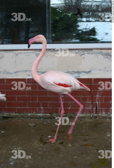 Whole Body Flamingos