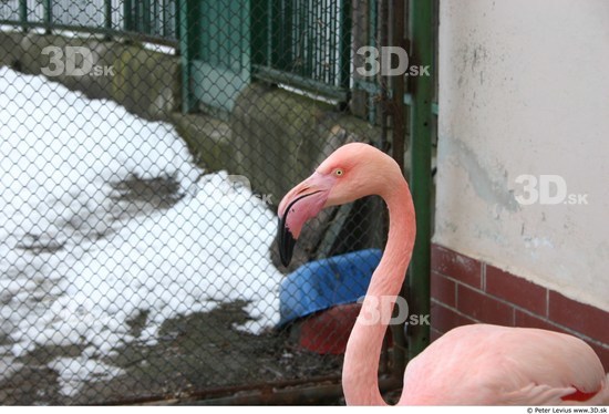 Head Flamingos