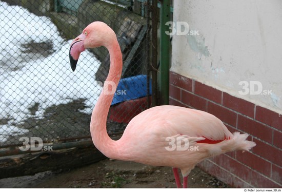 Upper Body Flamingos