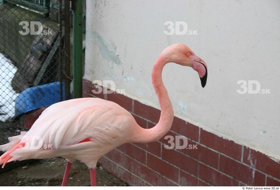 Upper Body Flamingos