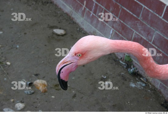 Head Flamingos