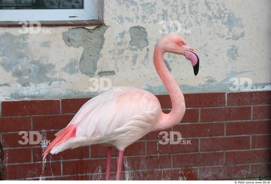 Upper Body Flamingos