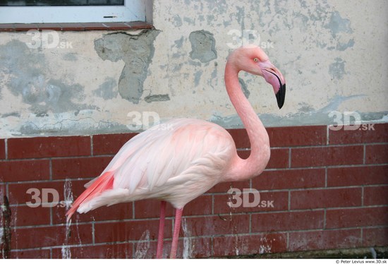 Upper Body Flamingos