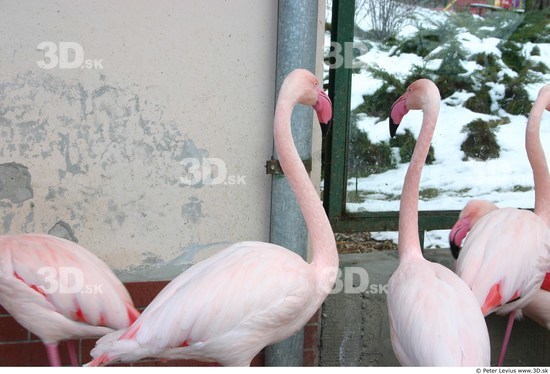 Upper Body Flamingos