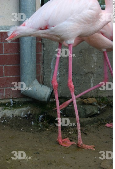 Leg Flamingos