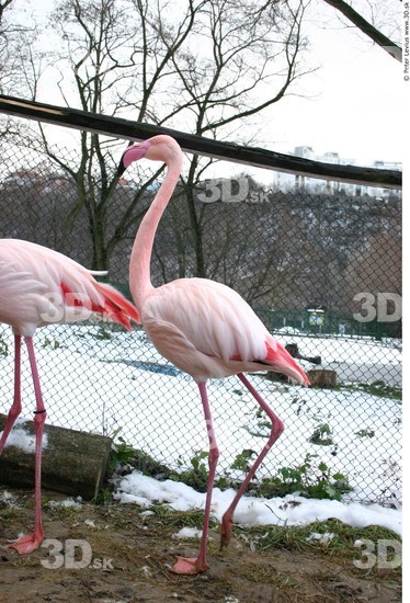 Whole Body Flamingos