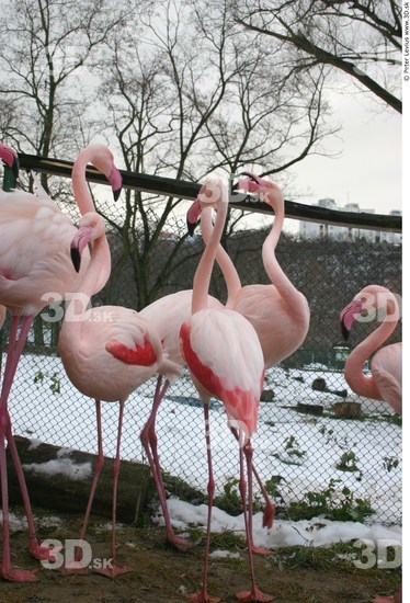 Whole Body Flamingos