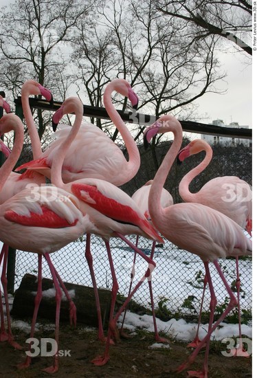 Whole Body Flamingos