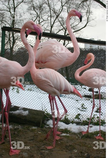 Whole Body Flamingos