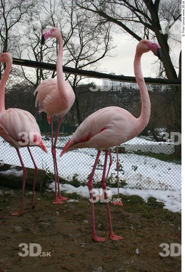 Whole Body Flamingos