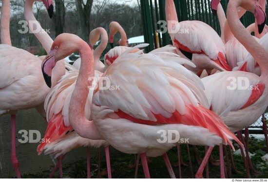 Upper Body Flamingos