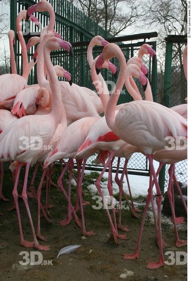 Whole Body Flamingos