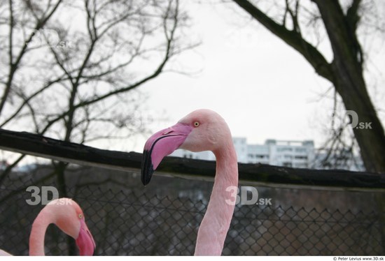 Head Flamingos