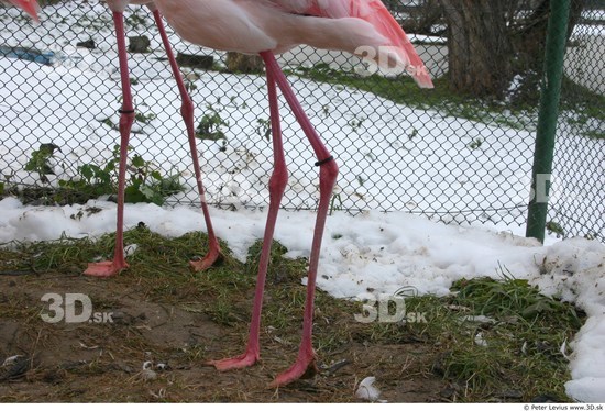 Leg Flamingos