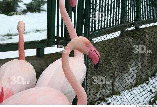 Head Flamingos