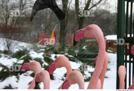 Head Flamingos