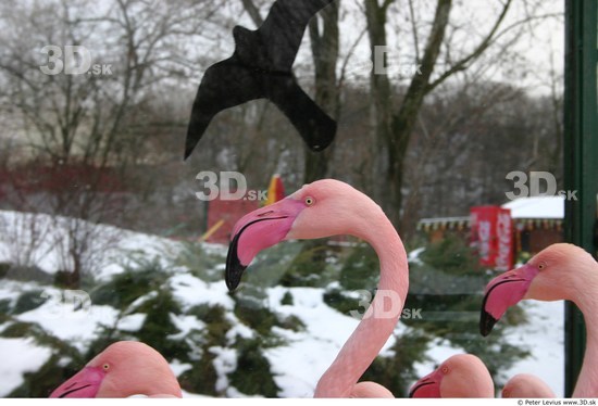 Head Flamingos