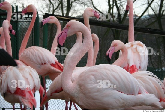 Upper Body Flamingos