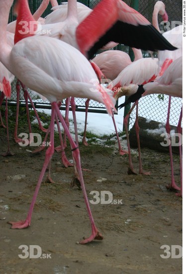 Leg Flamingos