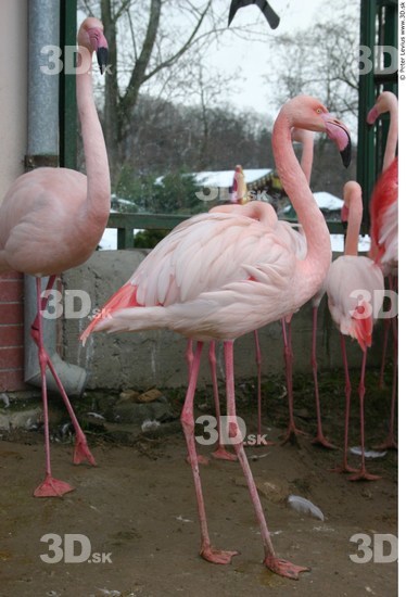 Whole Body Flamingos