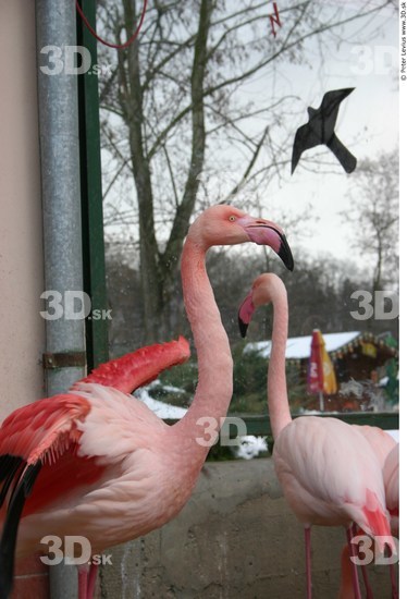 Upper Body Flamingos