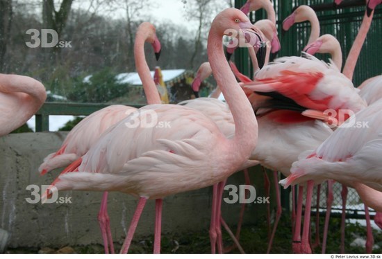 Upper Body Flamingos