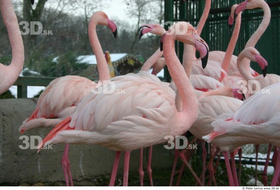 Upper Body Flamingos