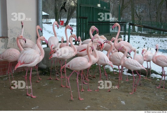 Whole Body Flamingos