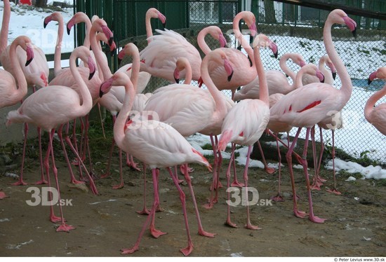 Whole Body Flamingos