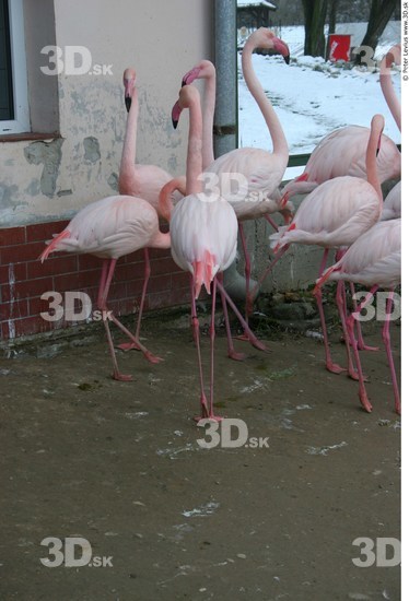 Whole Body Flamingos