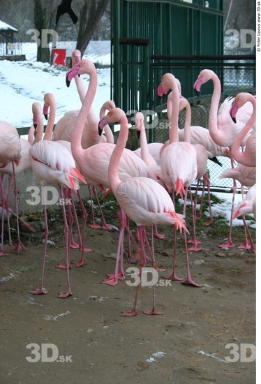 Whole Body Flamingos