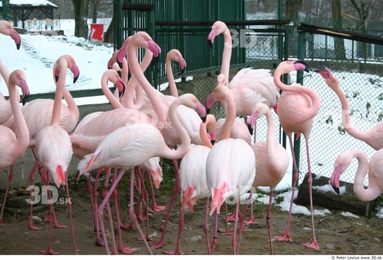 Whole Body Flamingos