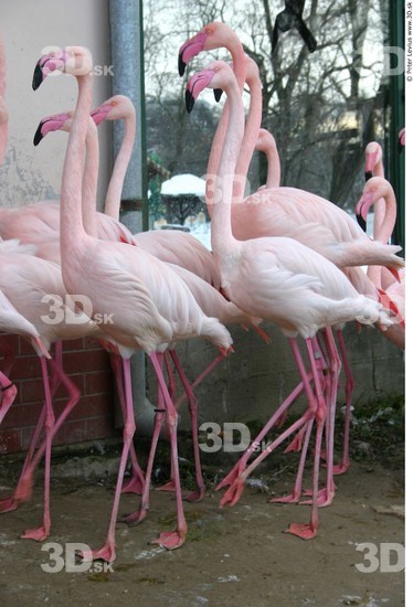 Whole Body Flamingos