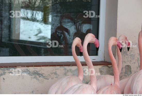 Upper Body Flamingos