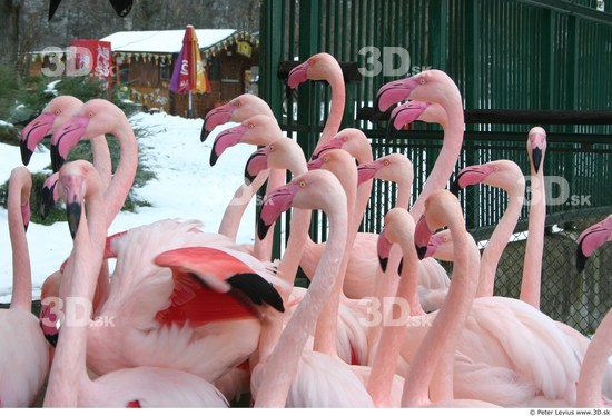 Upper Body Flamingos