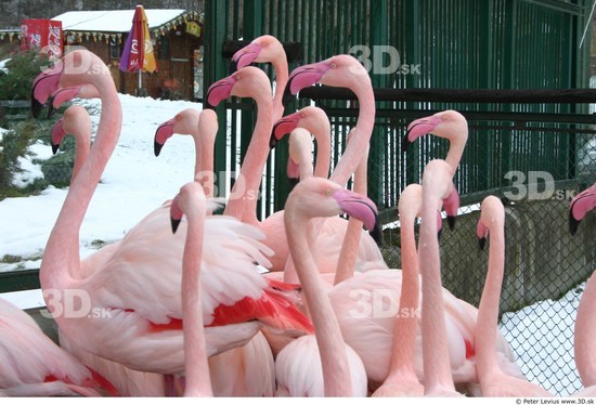 Upper Body Flamingos