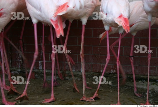 Leg Flamingos