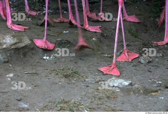 Foot Flamingos