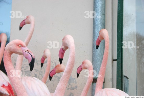 Head Flamingos