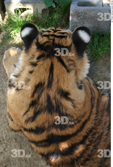 Head Tiger