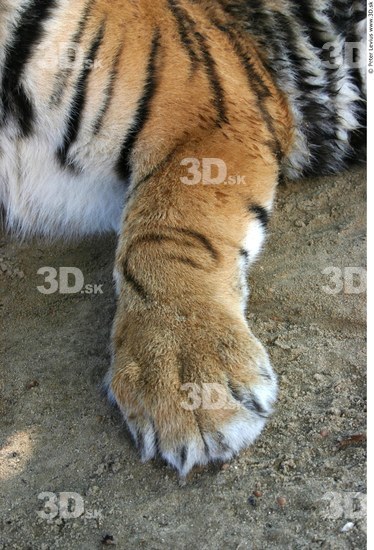 Foot Tiger