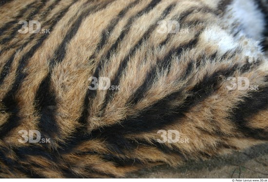 Hair Tiger