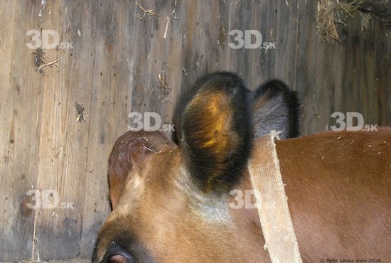 Ear Cow