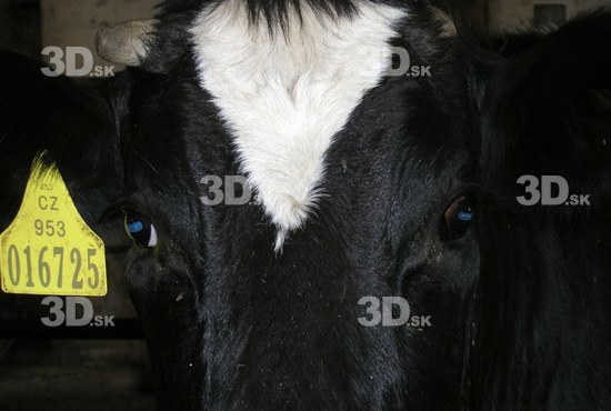 Face Cow