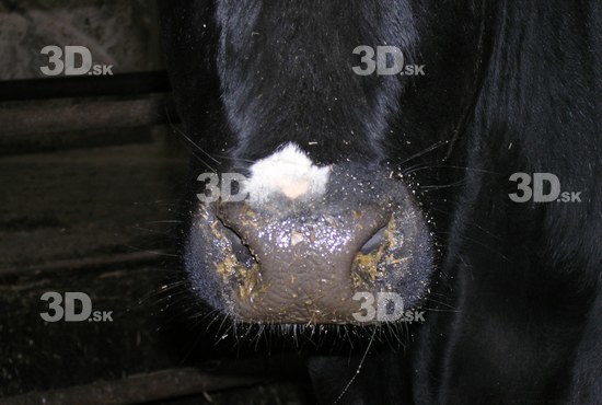 Nose Cow