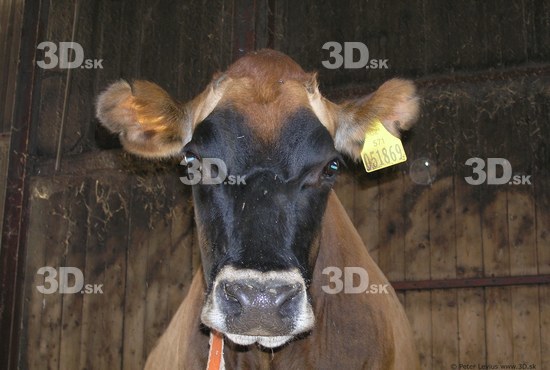 Head Cow