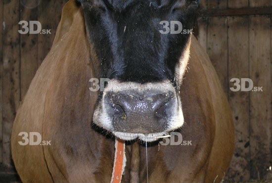 Nose Cow