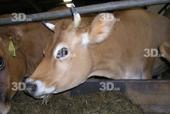 Head Cow