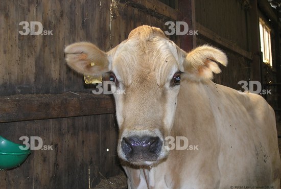 Head Cow